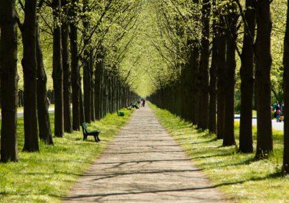 Kuvituskuva, jossa puita tien molemmilla puolilla