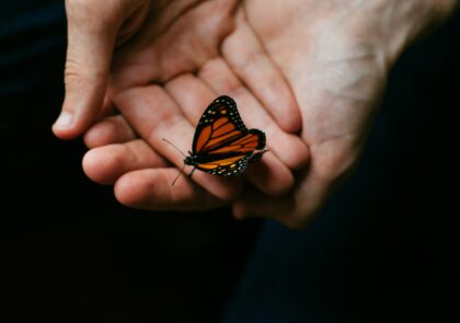 Kuvituskuva, jossa kädet ja perhonen