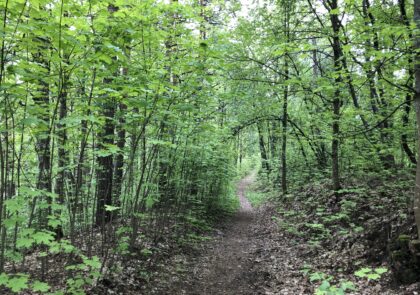 A trail in the forest