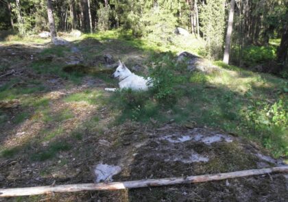 Valkoinen koira makailee metsässä kallion päällä, takana näkyy kuusikkoa.