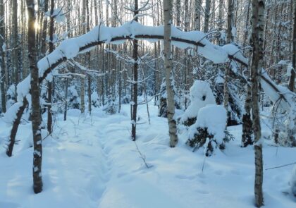 Kuvituskuvassa on luminen metsämaisema.