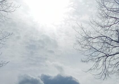 Puiden latvoja taivasta vasten