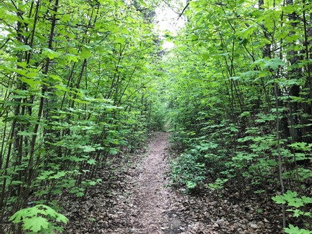 Illustration shows a lush green forest with trees and a path.