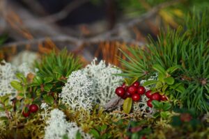 An image of moss and lingonberries.