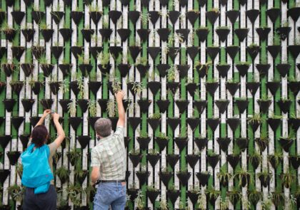 kuvituskuva ihmisistä viherseinän ääressä