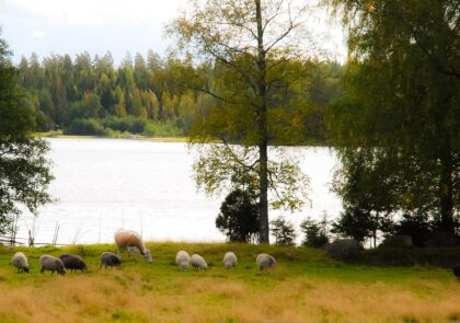 sheep-gcb63078a7_1920