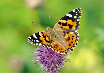 Kuvituskuvassa perhonen pölyttää kukkaa.