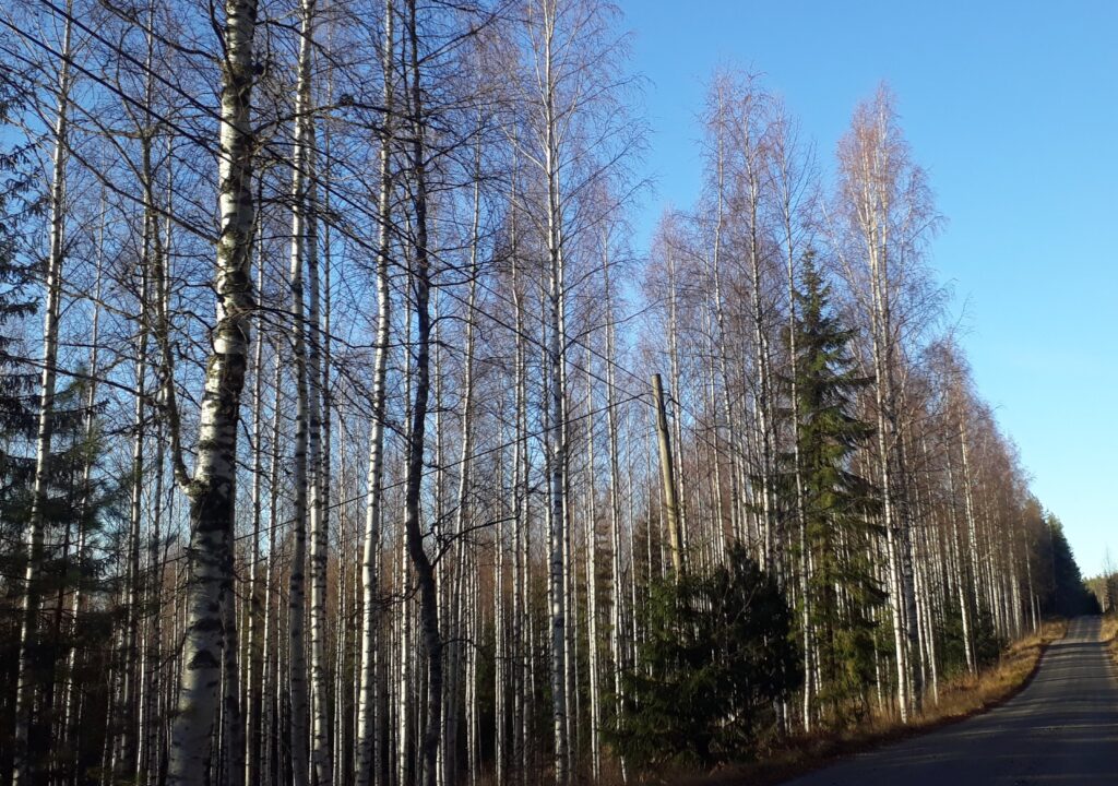 Illustration shows birch trees and a few firs, which have power lines running through them. At the bottom of the picture is a gravel road.