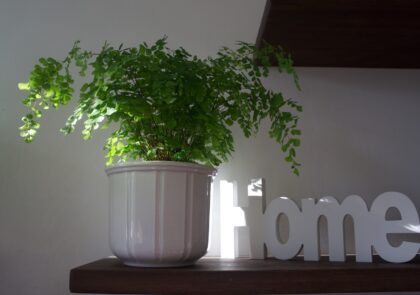 Kuvituskuvassa on pöydällä viherkasvi ja kyltti, jossa lukee Home.