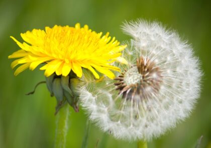 dandelion-7361862_1280