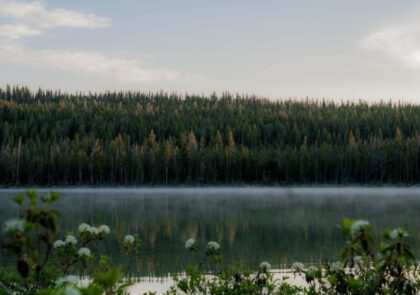 landscape-tree-water-nature-forest-grass-707874-pxhere.com