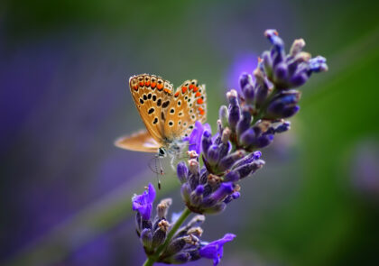 flower-plant-pollinator-butterfly-insect-arthropod-1677172-pxhere.com