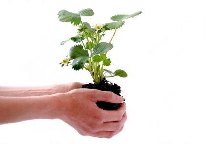 hand-plant-white-leaf-flower-isolated-1349598-pxhere.com