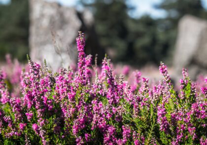 nature-grass-blossom-plant-field-meadow-495516-pxhere.com