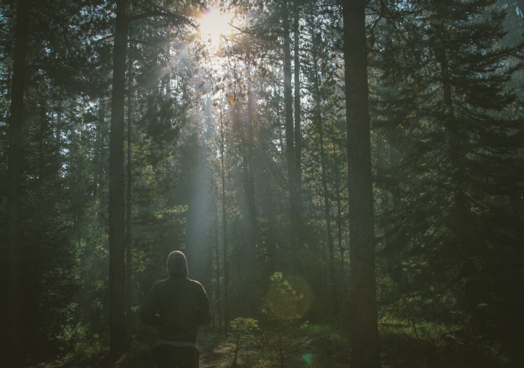 man-tree-nature-forest-wilderness-branch-596-pxhere.com