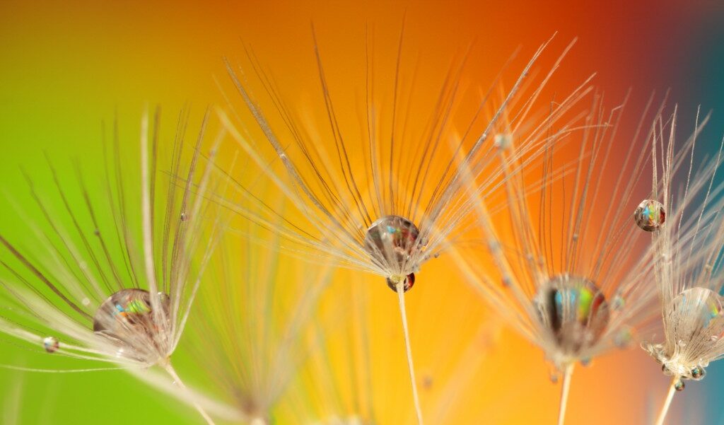 dandelion_colours_colour_green_blue_yellow_orange_nature-1011170