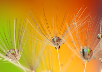 dandelion_colours_colour_green_blue_yellow_orange_nature-1011170