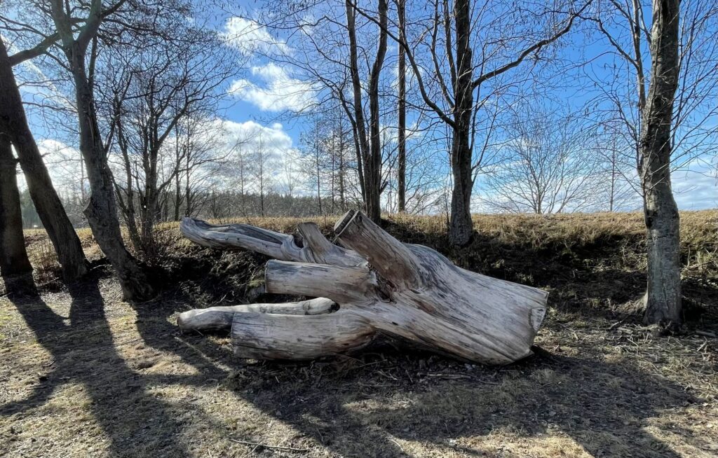 Keskellä lahopuurungon osa, ympärillä puiston puita.