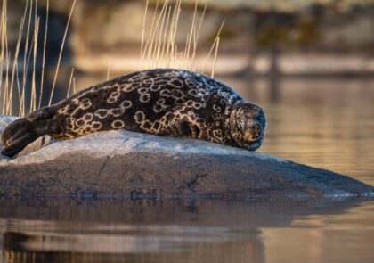 Saimaa ringed seal Visit Saimaa