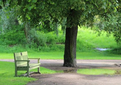 tree-grass-plant-lawn-meadow-leaf-1220807-pxhere.com