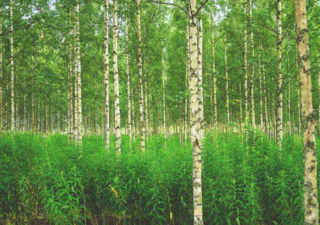 tree-nature-forest-plant-green-birch-863765-pxhere.com