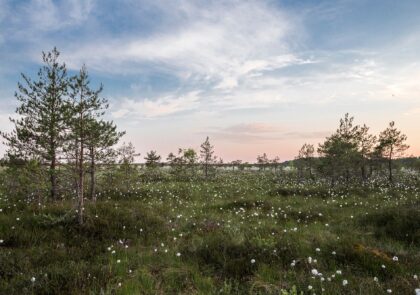 landscape-tree-nature-forest-grass-horizon-73-pxhere.com