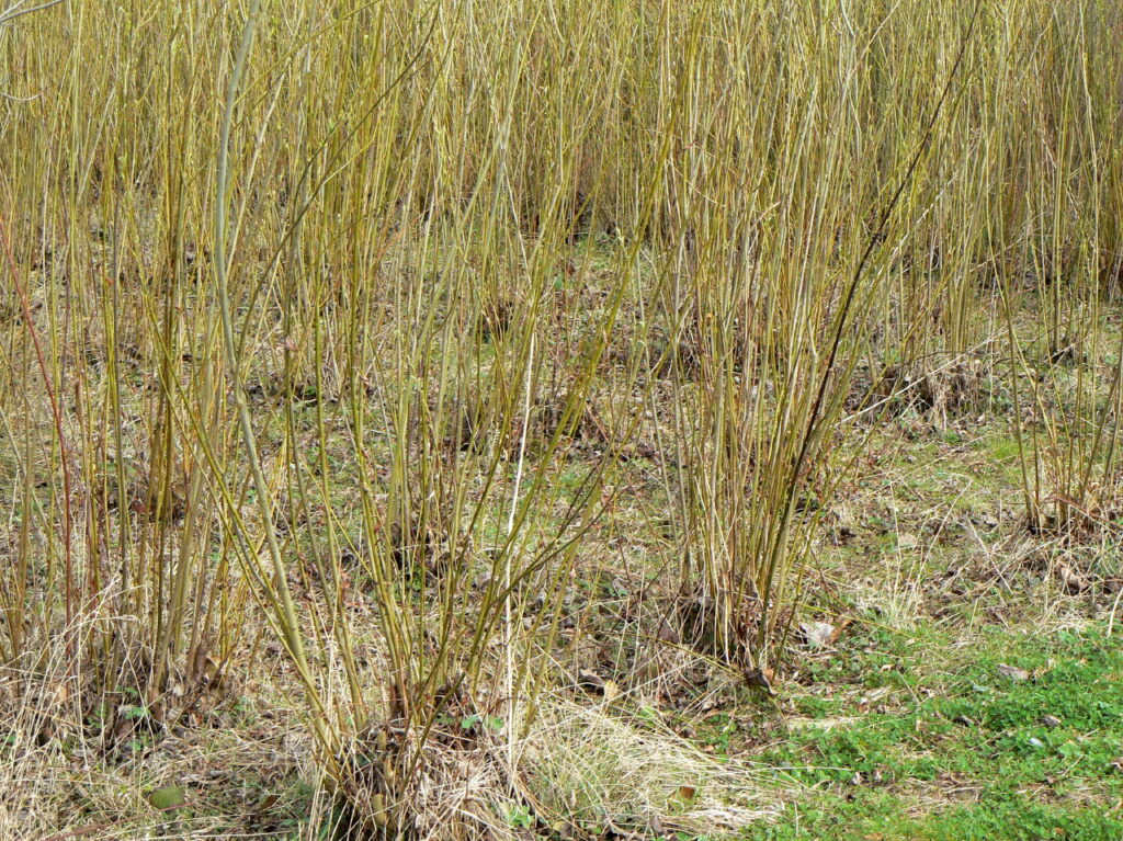 willow coppices on willow plantation taken in early spring