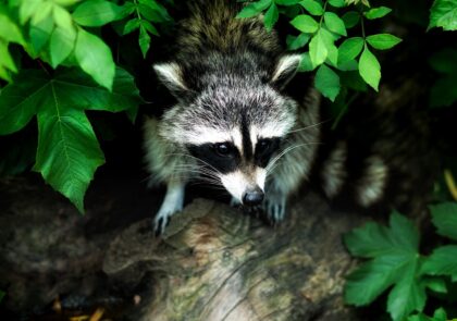 landscape-nature-forest-animal-cute-panorama-1167334-pxhere.com