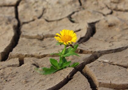 plant-leaf-desert-flower-dry-dirt-865929-pxhere.com