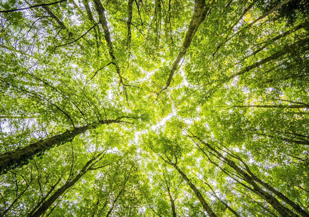 forest-trees-perspective-bright-957024