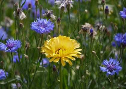 nature-plant-field-meadow-prairie-flower-572307-pxhere.com