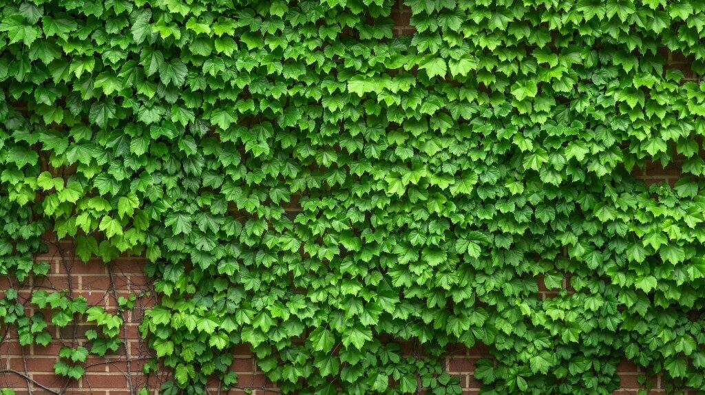 ivy_vine_the_leaves_plants_hwalyeob_nature_damme_wall-620432