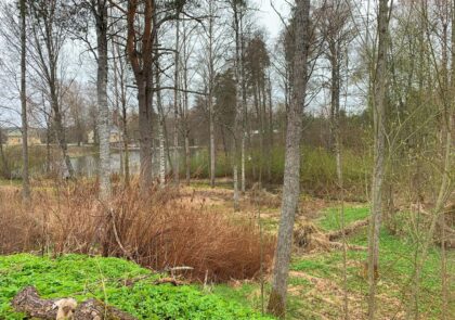 Harmaarunkoisia puita viherällä aluskasvillisuudella, pajukkoa ja ruskea pensas. Takana lampi sekä muutama talo.