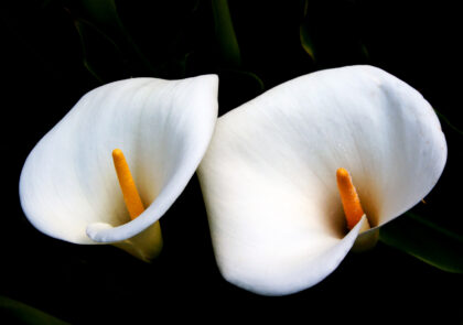 nature-plant-white-photography-leaf-flower-174958-pxhere.com