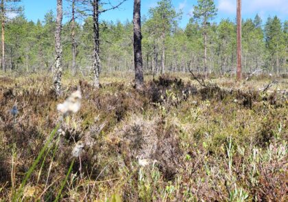 Yleisöä kuvattu takaapäin kuuntelemassa esitystä.