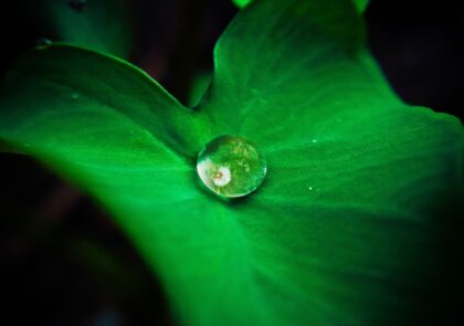 droplet-drop-dew-light-plant-photography-1212-pxhere.com