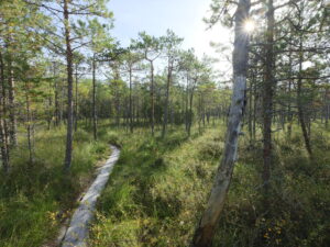 Kuvassa näkyy lyhytkasvuista männikköä suoalueella, jonka poikki kulkevat pitkospuut. Aurinko paistaa kuvan laidassa olevan osittain keloutuneen puun rungon takaa.