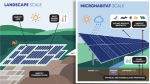 Kuvio sisältää kaksi osaa: vasemmanpuoleisessa on kaavio siitä, mitä luontovaikutuksia aurinkopaneeleilla on maiseman mittakaavassa, kuten lämpösaarekevaikutus sekä eläinten elinympäristöjen pirstoutuminen ja väheneminen. Oikeanpuoleisessa kaaviossa havainnollistetaan, mitä luontovaikutuksia aurinkopaneeleilla on lähiympäristön kannalta. Näitä ovat fysikaaliset ja kemialliset vaikutukset maaperään, lentävien eläinten ja eliöiden kuolleisuuden lisääntyminen sekä eri lajien elinympäristöjen muuttuminen. Maaperä, kasvillisuus ja eliöstö ovat vuorovaikutuksessa ja muutoksen kohteina.