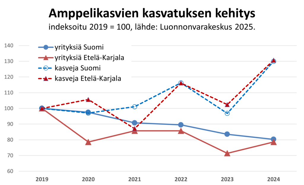 Kuviossa erikseen koko Suomen ja Etelä-Karjalan yritysten määrien lasku sekä vastaavasti myytyjen ampplelikasvien määrän nousu vuodesta 2019 vuoteen 2024. Sama sisältö kerrottu leipäteksissä.