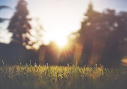 sun-sky-nature-atmospheric-phenomenon-tree-cloud-99190-pxhere.com