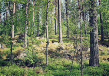 tree-nature-forest-wilderness-plant-trail-813064-pxhere.com