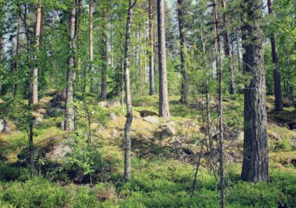 tree-nature-forest-wilderness-plant-trail-813064-pxhere.com