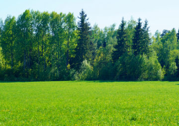 tree-nature-forest-grass-plant-field-294300-pxhere.com