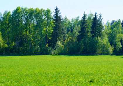 tree-nature-forest-grass-plant-field-294300-pxhere.com