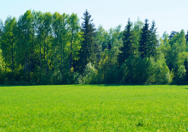 tree-nature-forest-grass-plant-field-294300-pxhere.com